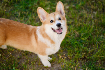 Portrait of a cheerful Welsh Corgi dog looking at the camera, outdoors on green grass on a summer day.