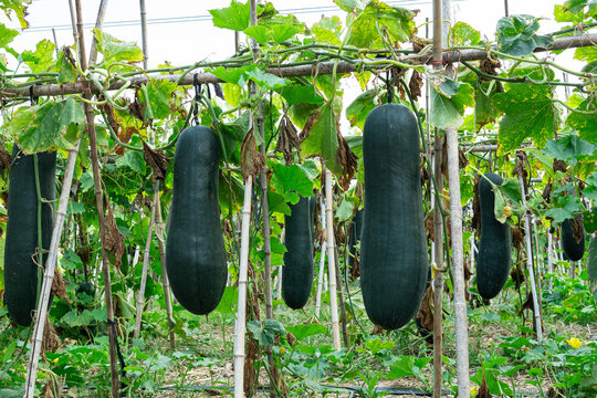 winter melon or wax gourd growing on vine hung on vegetable garden