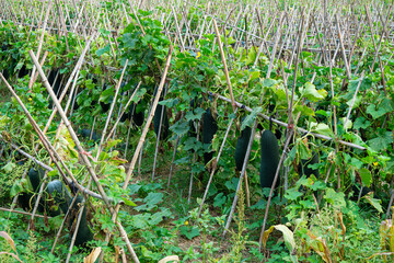 winter melon or wax gourd growing on vine hung on vegetable garden