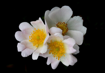 Spring rosehip flower