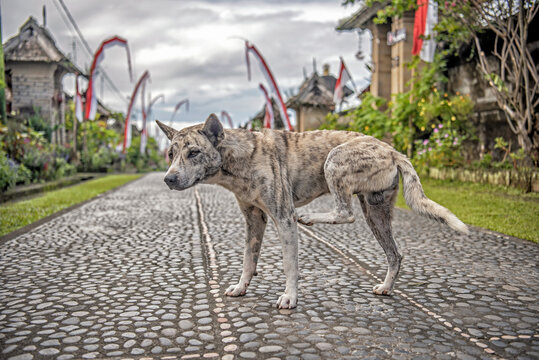 Stray dog standing in the middle of a road, Penglipuran Village, Jalan Penglipuran, Kubu, Bangli Regency, Bali, Indonesia