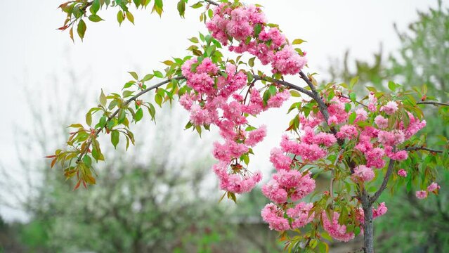 Young sakura tree blooms with pink flowers on a foggy gray day, windy