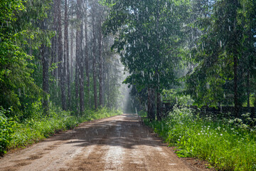 the first raindrops in the forest, it is raining