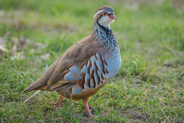 Partridge in the wild. Scientific name:  Alectoris rufa.  Close up of an alert red-legged or French...