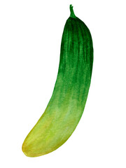 Watercolor food illustration bright cucumber isolated on white background. For various food products, etc.