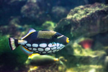 Clown Triggerfish swimming in aquarium. Clownfish or Balistoides conspicillum tropical fish, side...