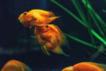 Stof per meter Blood parrot cichlid fish swimming in aquarium. unny Taiwan hybrid fish playing in fishbowl © dmf87