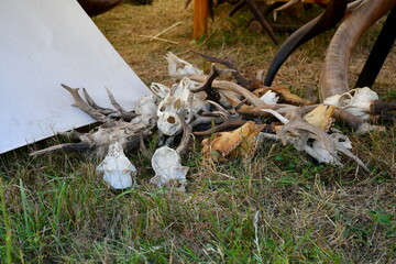 A close up on skull and bone replicas including some horns, antlers, skulls, and bones, displayed next to a cloth tent of a huntsman spotted during a medieval fair organized in Poland
