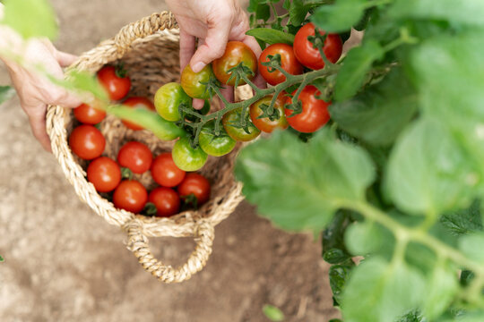 Overhead close-up view of a gardener picking fresh tomatoes in a vegetable garden