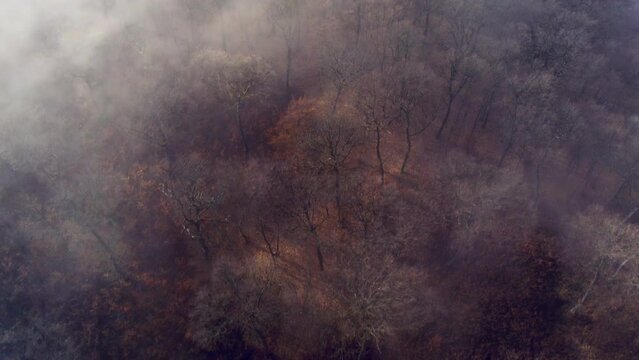 Aerial shot above a foggy forest with leafless trees lit by little sunlight in late autumn.