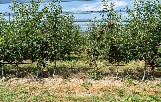 Rows of apple trees in an orchard, Georgia