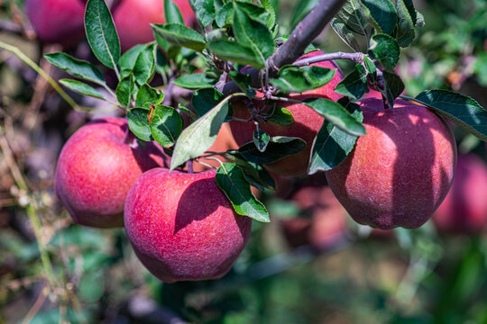 Close-up of ripe red apples growing on a tree in a garden, Georgia