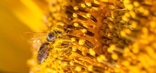 Macro Masterpiece: Bee Pollinating a Sunflower