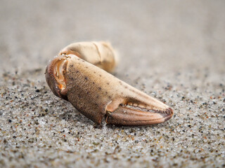 Crab claw lying on a sandy beach