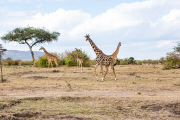 Safari through the wild world of the Maasai Mara National Park in Kenya. Here you can see antelope, zebra, elephant, lions, giraffes and many other African animals.