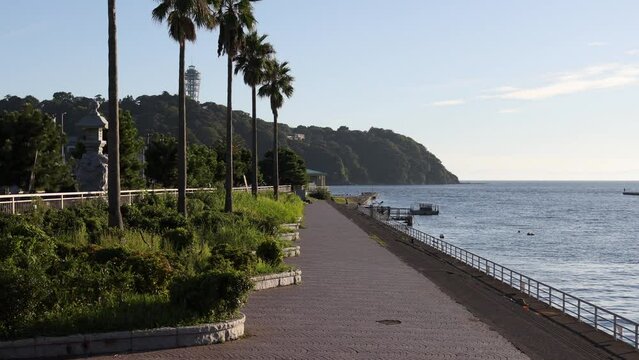 椰子の木が並ぶ海沿いの遊歩道。江の島で撮影。