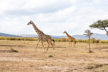 Safari through the wild world of the Maasai Mara National Park in Kenya. Here you can see antelope, zebra, elephant, lions, giraffes and many other African animals.