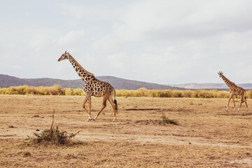 Safari through the wild world of the Maasai Mara National Park in Kenya. Here you can see antelope,...