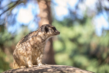 Suricate in its Natural Habitat: Perched on a Wooden Stump