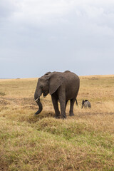 Safari through the wild world of the Maasai Mara National Park in Kenya. Here you can see antelope, zebra, elephant, lions, giraffes and many other African animals.