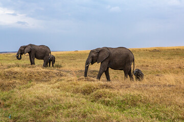 Obraz premium Safari through the wild world of the Maasai Mara National Park in Kenya. Here you can see antelope, zebra, elephant, lions, giraffes and many other African animals.