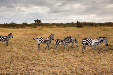 Fototapeta na wymiar Safari through the wild world of the Maasai Mara National Park in Kenya. Here you can see antelope, zebra, elephant, lions, giraffes and many other African animals.