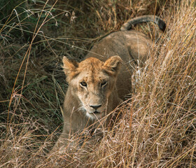 Safari through the wild world of the Maasai Mara National Park in Kenya. Here you can see antelope, zebra, elephant, lions, giraffes and many other African animals.