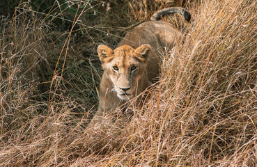 Safari through the wild world of the Maasai Mara National Park in Kenya. Here you can see antelope, zebra, elephant, lions, giraffes and many other African animals.