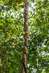 Close-Up of Strangler Fig Tree Embracing and Cutting in Tree Trunk in Rainforest, Queensland, Australia.