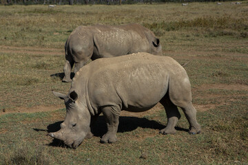 Fototapeta premium Safari through the wild world of the Maasai Mara National Park in Kenya. Here you can see antelope, zebra, elephant, lions, giraffes and many other African animals.
