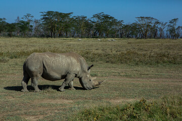 Safari through the wild world of the Maasai Mara National Park in Kenya. Here you can see antelope, zebra, elephant, lions, giraffes and many other African animals.