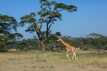 Naklejka na ściany i meble Safari through the wild world of the Maasai Mara National Park in Kenya. Here you can see antelope, zebra, elephant, lions, giraffes and many other African animals.