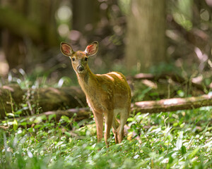 Fawn in the Woods