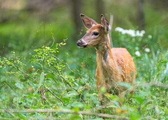 Fawn in the Woods