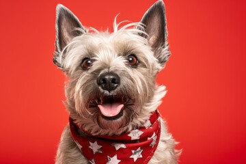 Medium shot portrait photography of a smiling cairn terrier wearing a polka dot bandana against a red background. With generative AI technology