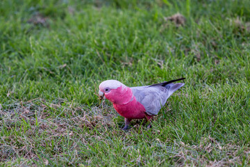 Pink Galah sitting on Grass and Looking for Seeds, Capital Territory, Australia.