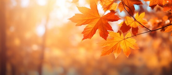 Lovely Fall Background with Fall Leaves and Plants, Blurred Effects, and a Minimal Orange Design.