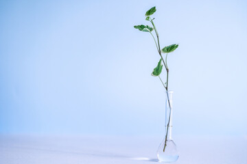 素材　緑の一輪挿し