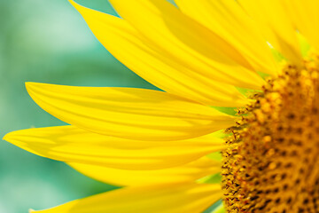 素材　ひまわり