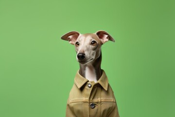 Medium shot portrait photography of a cute italian greyhound dog wearing a denim vest against a green background. With generative AI technology