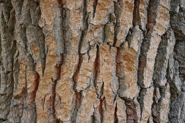 Gray brown texture from the dried bark of a large old oak tree