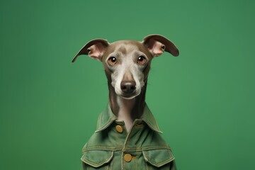 Medium shot portrait photography of a cute italian greyhound dog wearing a denim vest against a green background. With generative AI technology