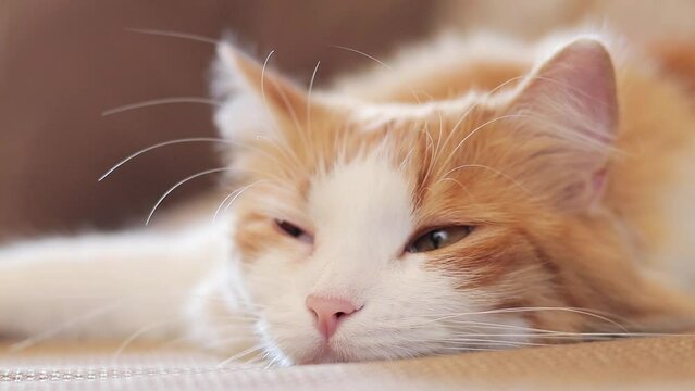 A sleepy cat is watching something. Ginger cat, close-up muzzle, soft focus. Cozy atmosphere and pet, nap time. Sleeping cat