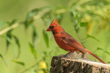 Cardinal on Tree Stump