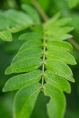 Green leaf texture. Natural plants and leafs background