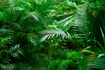 Fototapeta na wymiar Green leaf texture. Natural jungle background