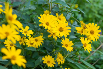 yellow garden sun eye flowers
