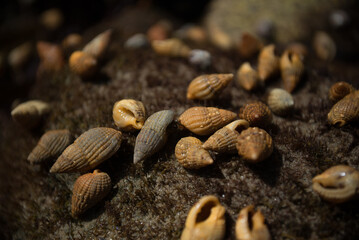 Hermit crab shells on the seabed at low tide