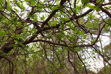 Green leaves on top tree branches texture pattern background