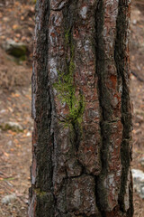 Beautiful natural background tree trunk bark skin with green moss patch